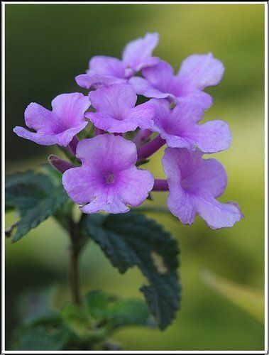 馬鞭草科-小葉馬纓丹%26;黃花馬纓丹02.jpg