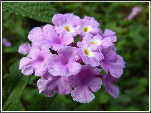 馬鞭草科-小葉馬纓丹%26;黃花馬纓丹05.jpg