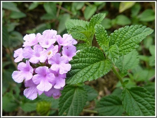 馬鞭草科-小葉馬纓丹%26;黃花馬纓丹07.jpg