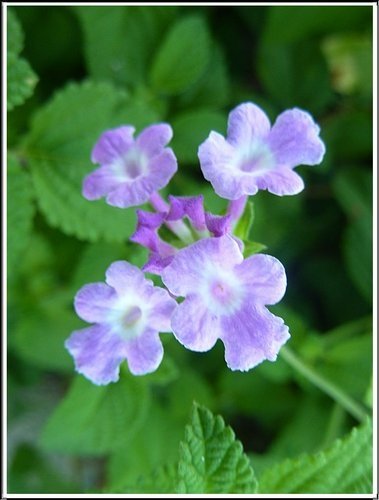 馬鞭草科-小葉馬纓丹%26;黃花馬纓丹09.jpg