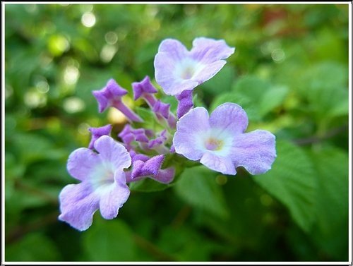 馬鞭草科-小葉馬纓丹%26;黃花馬纓丹11.jpg