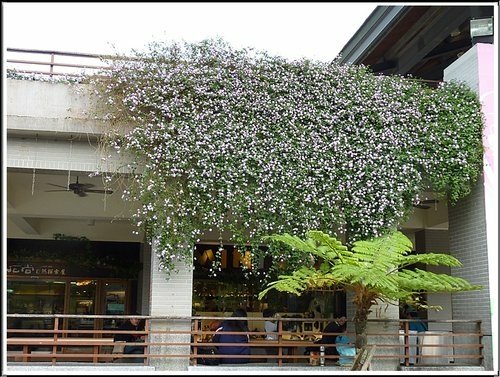 馬鞭草科-小葉馬纓丹%26;黃花馬纓丹15.jpg