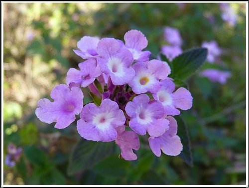 馬鞭草科-小葉馬纓丹%26;黃花馬纓丹13.jpg