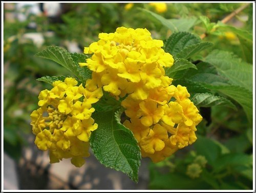 馬鞭草科-小葉馬纓丹%26;黃花馬纓丹16.jpg