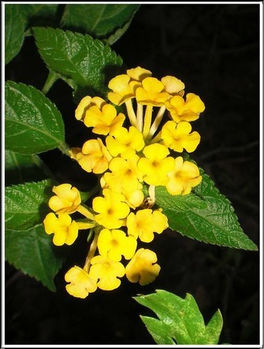 馬鞭草科-小葉馬纓丹%26;黃花馬纓丹17.jpg