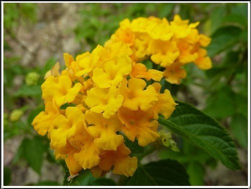 馬鞭草科-小葉馬纓丹%26;黃花馬纓丹18.jpg