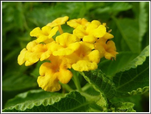 馬鞭草科-小葉馬纓丹%26;黃花馬纓丹20.jpg