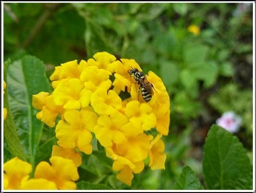 馬鞭草科-小葉馬纓丹%26;黃花馬纓丹22.jpg