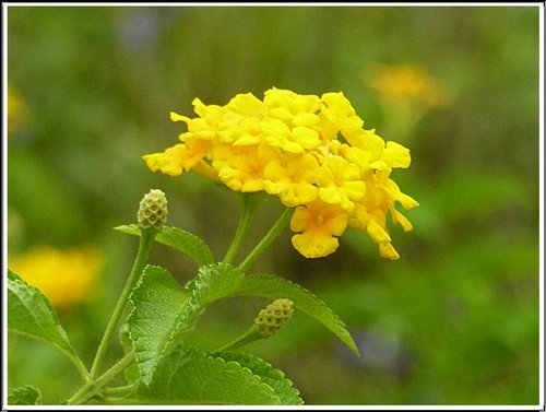 馬鞭草科-小葉馬纓丹%26;黃花馬纓丹23.jpg