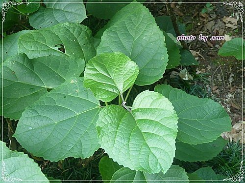 馬鞭草科-單瓣山茉莉(臭牡丹)02.jpg