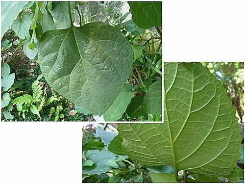 馬鞭草科-單瓣山茉莉(臭牡丹)03.jpg