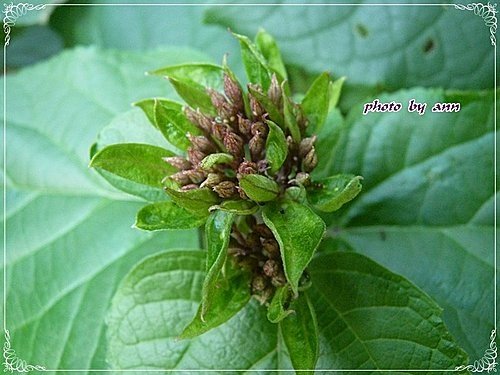 馬鞭草科-單瓣山茉莉(臭牡丹)04.jpg