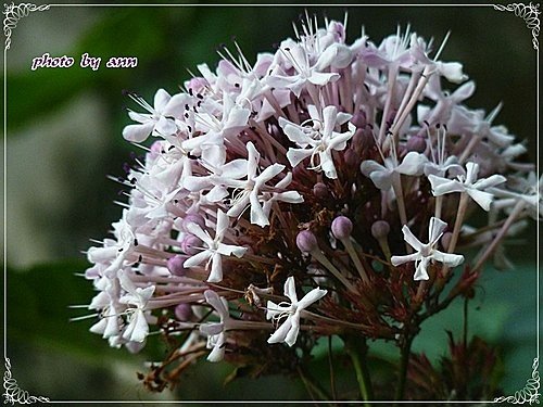 馬鞭草科-單瓣山茉莉(臭牡丹)05.jpg