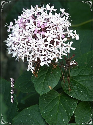 馬鞭草科-單瓣山茉莉(臭牡丹)07.jpg