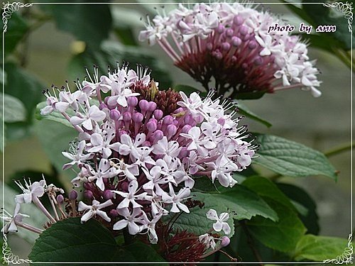 馬鞭草科-單瓣山茉莉(臭牡丹)11.jpg