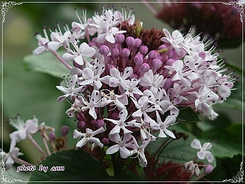 馬鞭草科-單瓣山茉莉(臭牡丹)14.jpg