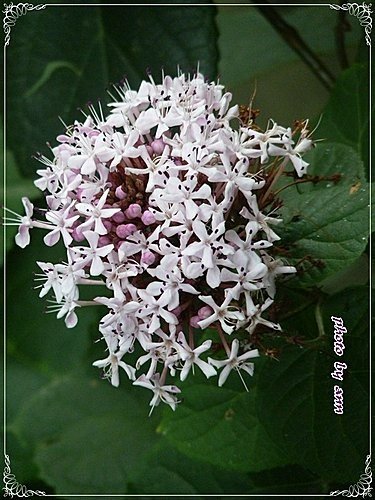 馬鞭草科-單瓣山茉莉(臭牡丹)13.jpg