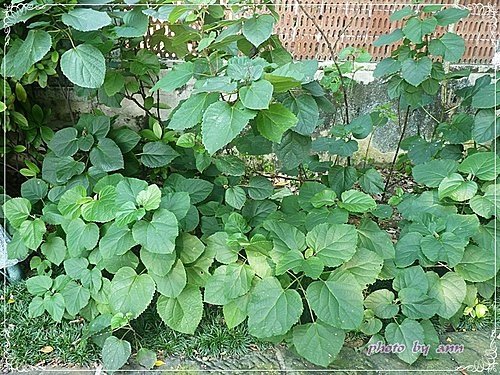 馬鞭草科-單瓣山茉莉(臭牡丹)15.jpg