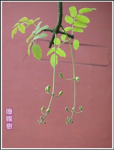 紫葳科-臘腸樹02.jpg