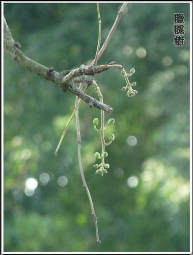 紫葳科-臘腸樹04.jpg