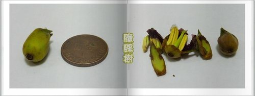 紫葳科-臘腸樹06.jpg