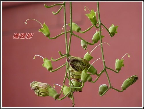 紫葳科-臘腸樹07.jpg