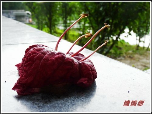 紫葳科-臘腸樹08.jpg