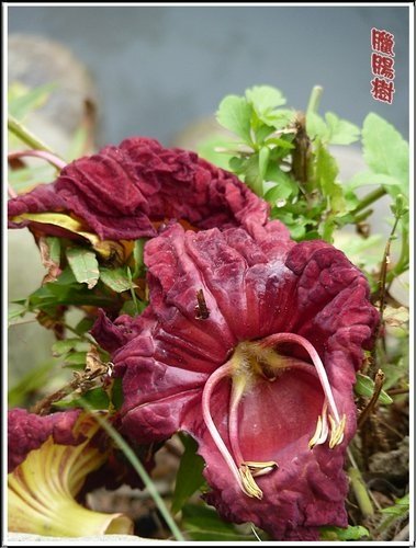 紫葳科-臘腸樹10.jpg