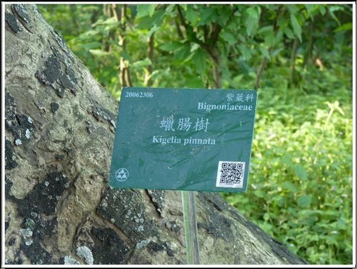 紫葳科-臘腸樹15.jpg
