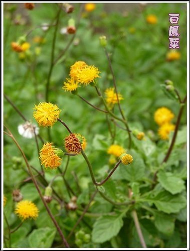 菊科-白鳳菜10.jpg