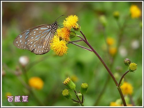 菊科-白鳳菜14.jpg