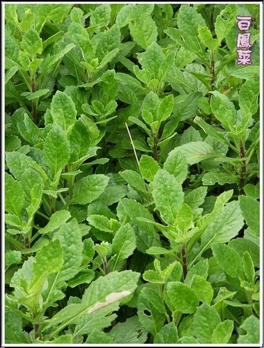 菊科-白鳳菜18.jpg