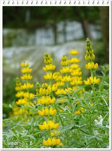 豆科-黃花羽扇豆(魯冰花)34.jpg