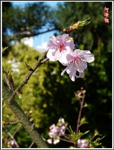 薔薇科-河津櫻03.jpg