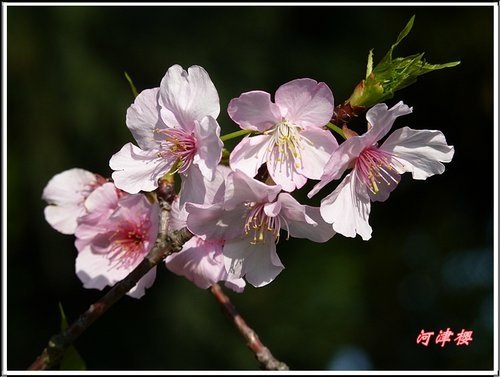 薔薇科-河津櫻04.jpg