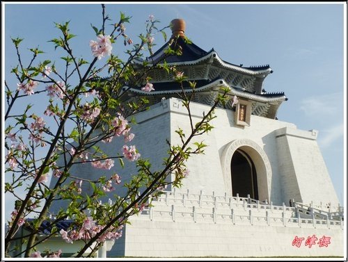 薔薇科-河津櫻06.jpg