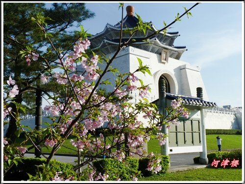 薔薇科-河津櫻07.jpg