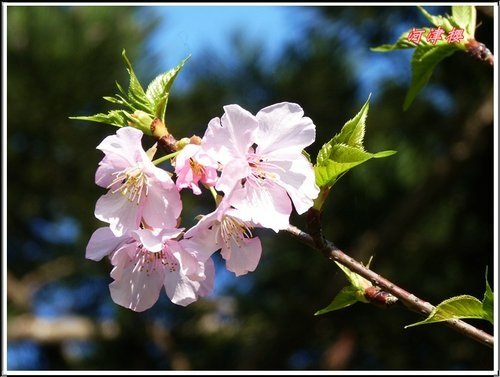 薔薇科-河津櫻05.jpg