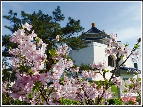 薔薇科-河津櫻11.jpg