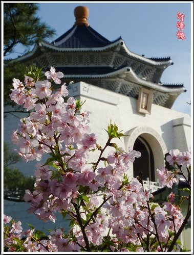 薔薇科-河津櫻09.jpg