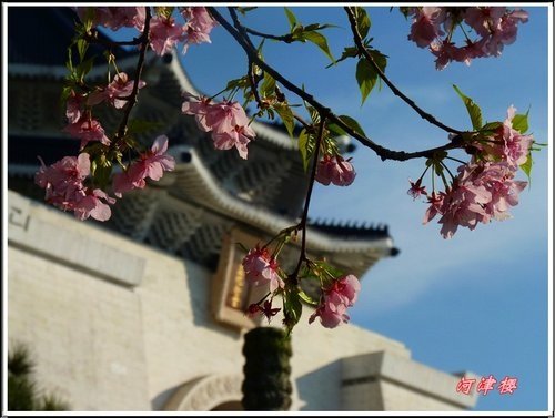 薔薇科-河津櫻10.jpg