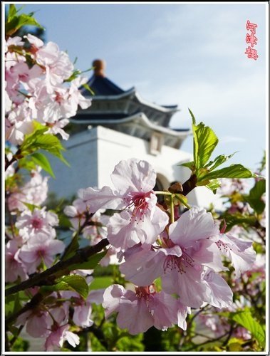 薔薇科-河津櫻12.jpg