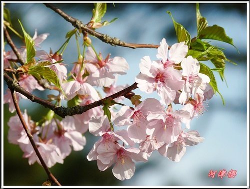 薔薇科-河津櫻14.jpg