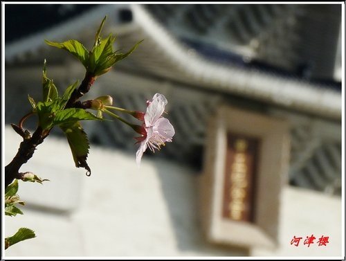 薔薇科-河津櫻15.jpg
