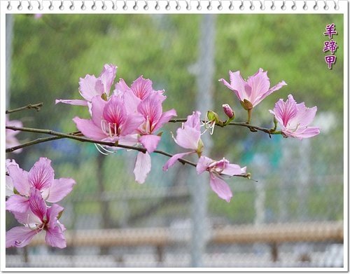 豆科-羊蹄甲04.jpg