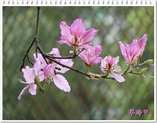 豆科-羊蹄甲09.jpg