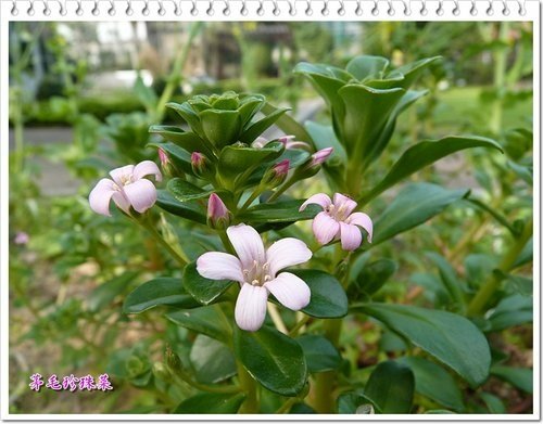 櫻草科-茅毛珍珠菜(濱排草)05.jpg