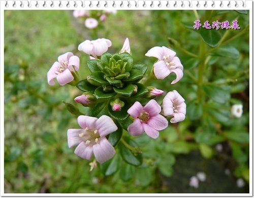 櫻草科-茅毛珍珠菜(濱排草)06.jpg