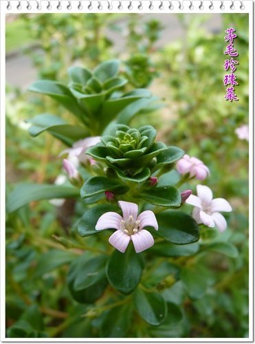 櫻草科-茅毛珍珠菜(濱排草)04.jpg
