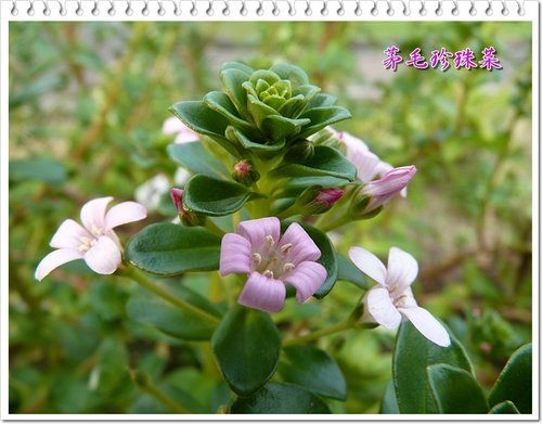 櫻草科-茅毛珍珠菜(濱排草)07.jpg